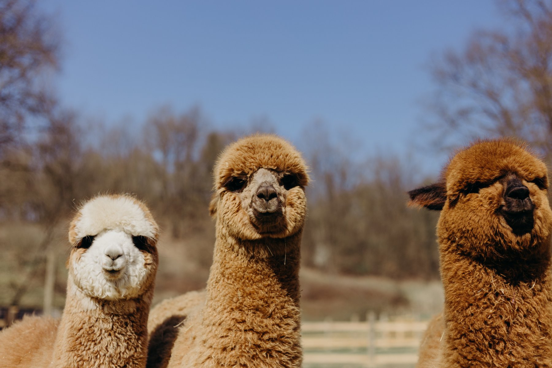 Alpaca Madre Terra - foto 19