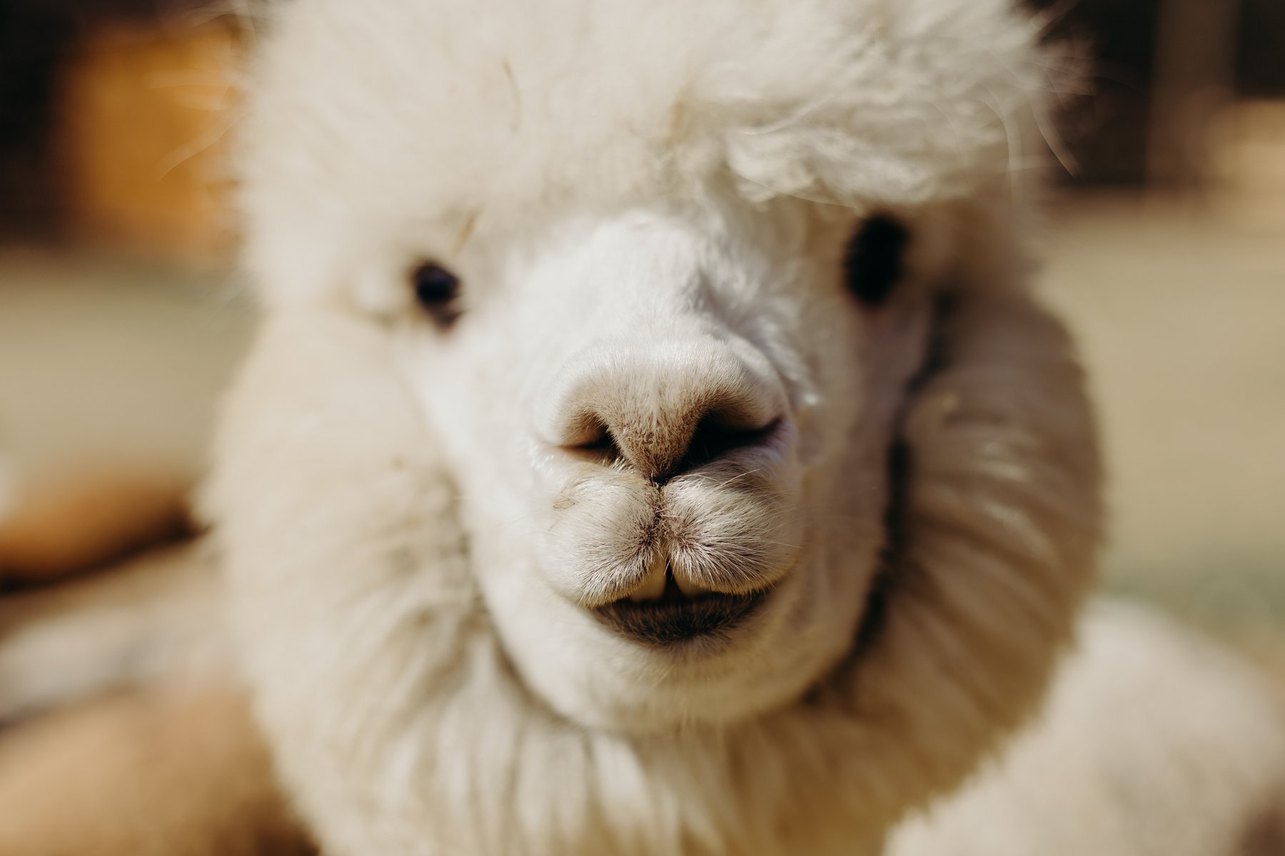 Alpaca Madre Terra - foto 18
