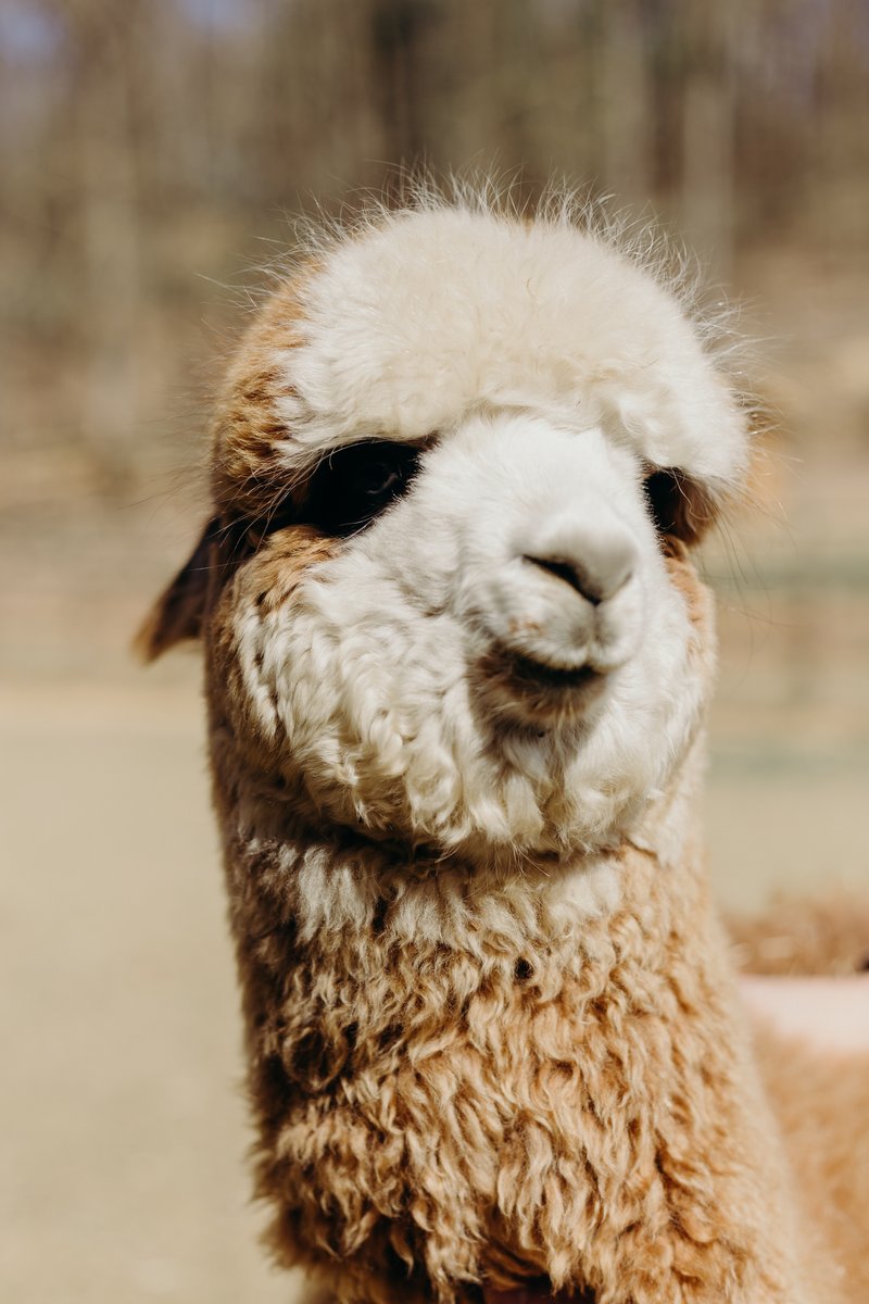 Alpaca Madre Terra - foto 11