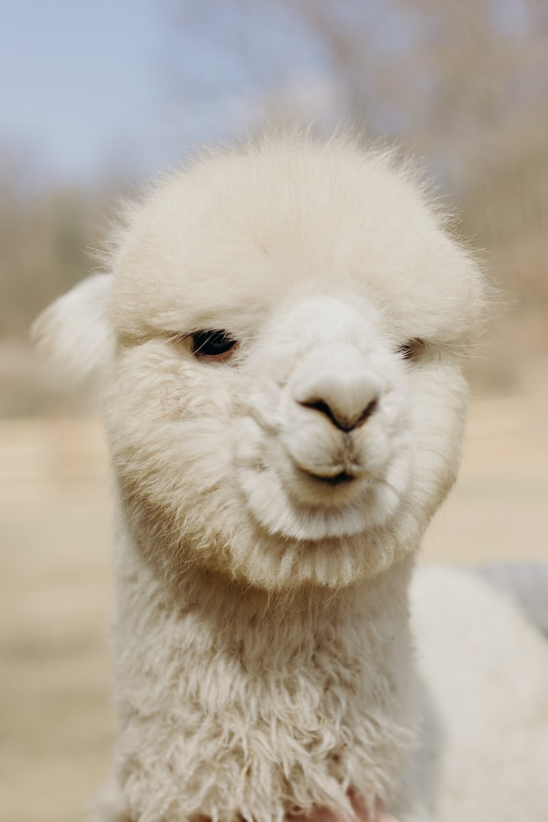 Alpaca Madre Terra - foto 13