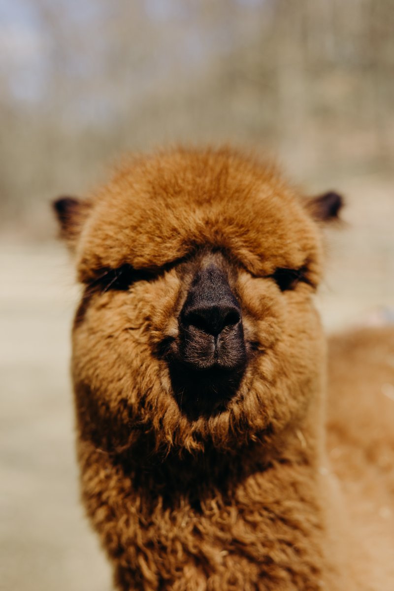 Alpaca Madre Terra - foto 14