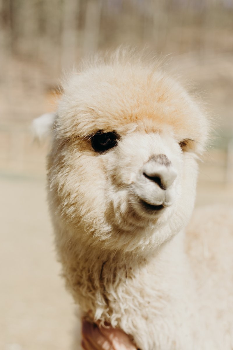 Alpaca Madre Terra - foto 15