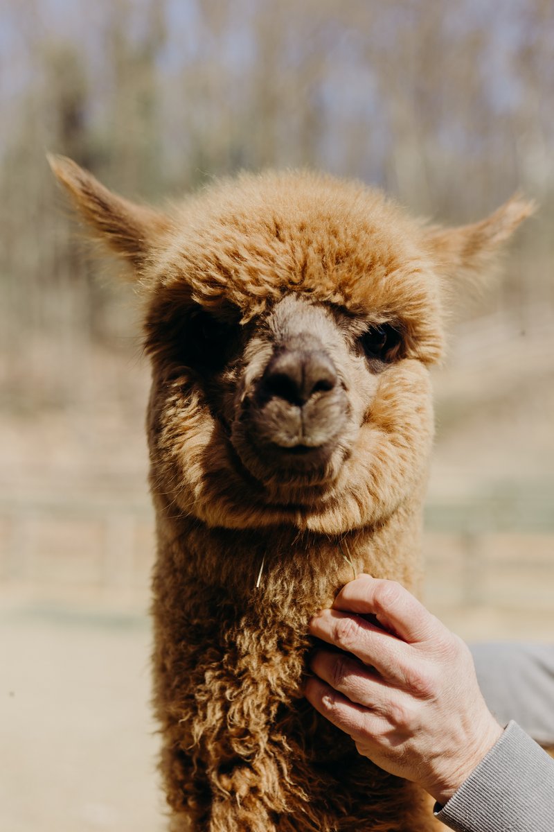 Alpaca Madre Terra - foto 16