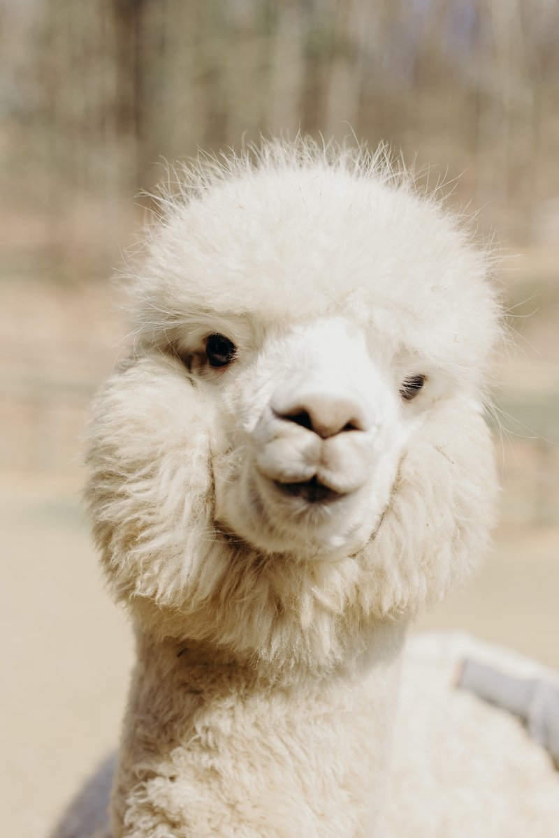 Alpaca Madre Terra - foto 12