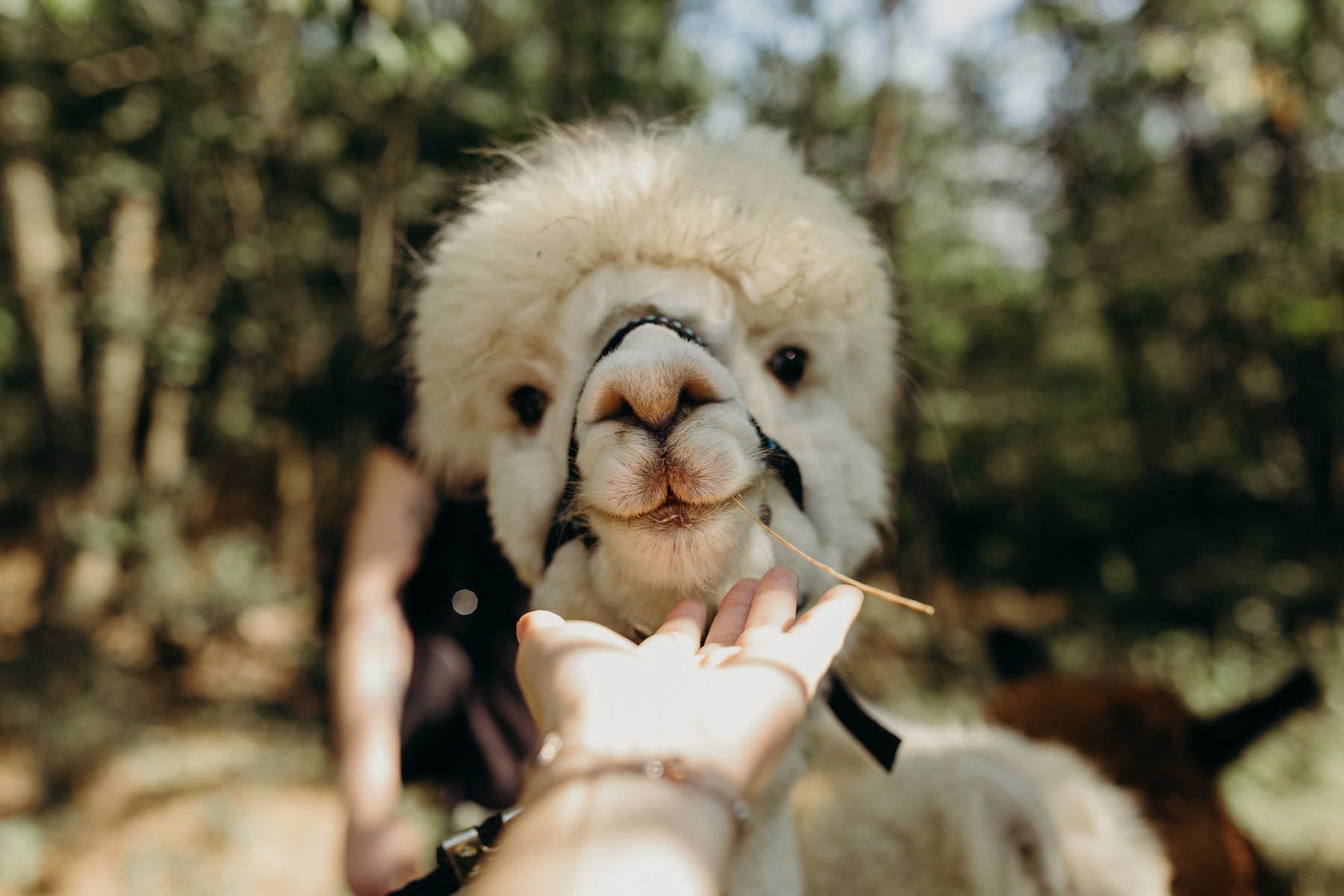 Alpaca Madre Terra - foto 6