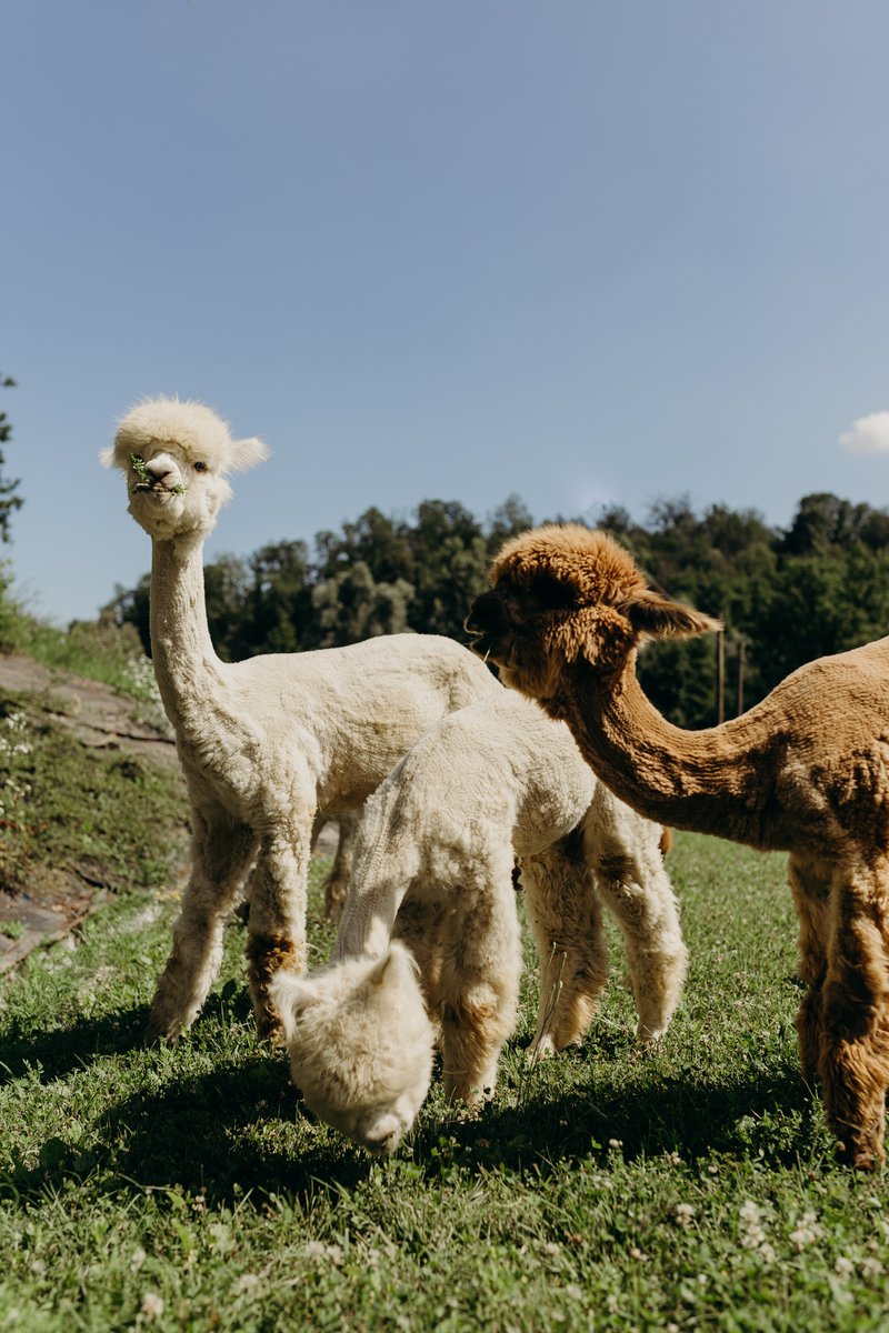 Alpaca Madre Terra - foto 2